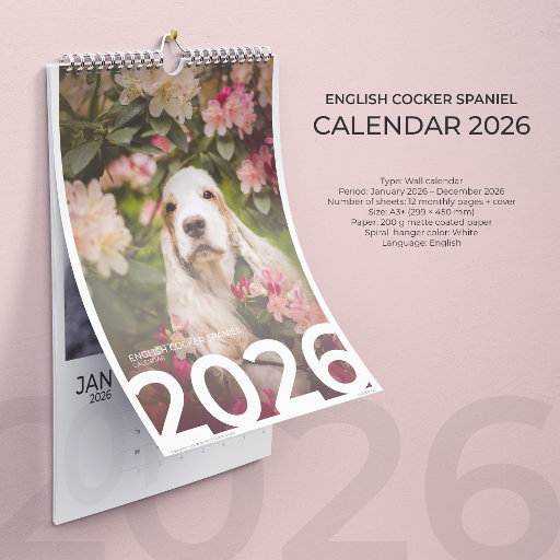 Kalendarz 2026 cocker spaniel angielski