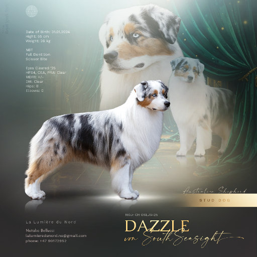 Prezentacja psa DAZZLE von SouthSeasight