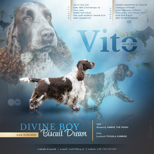 Prezentacja psa DIVINE BOY Biscuit Dream