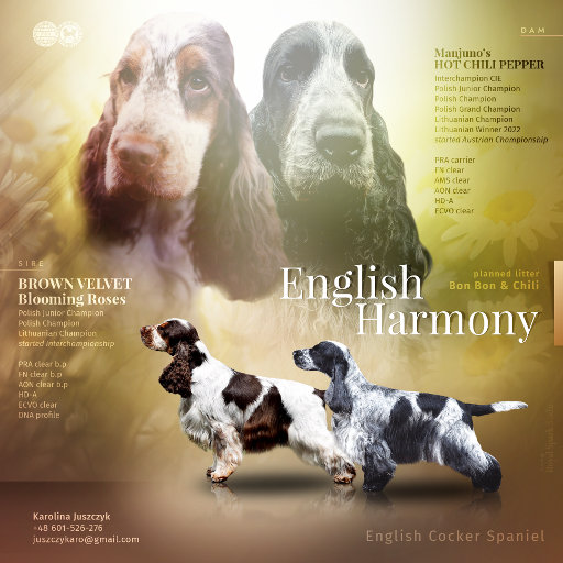 Zapowiedź miotu w hodowli English Harmony