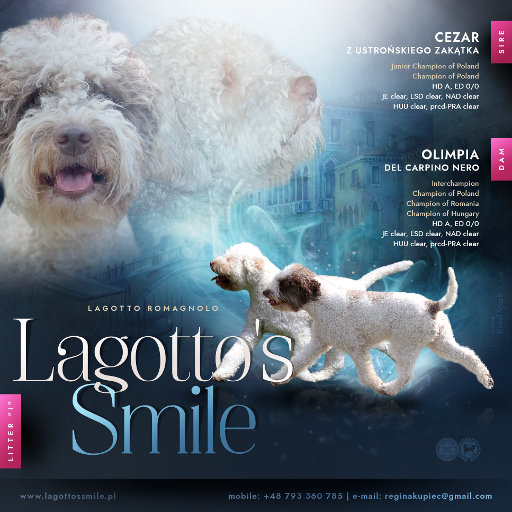Zapowiedz miotu w hodowli Lagotto's Smile