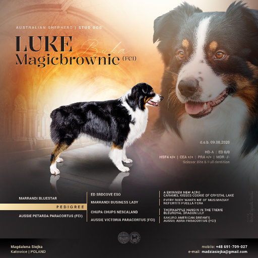Prezentacja psa LUKE Magicbrownie
