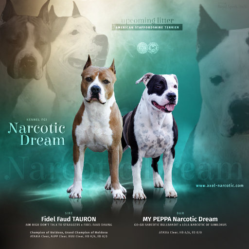 Zapowiedź miotu w hodowli Narcotic Dream