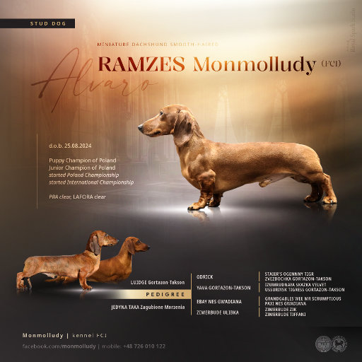 Prezentacja psa RAMZES Monmolludy