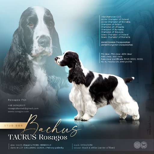 Prezentacja psa TAURUS Rosagos