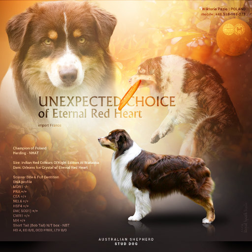 Prezentacja psa UNEXPECTED CHOICE Of Eternal Red Heart
