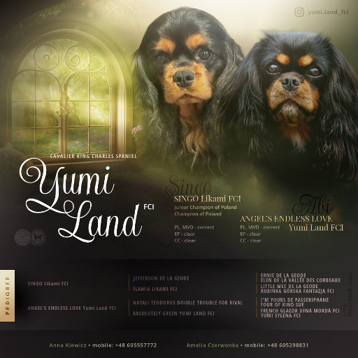 Zapowiedź miotu w hodowli Yumi Land