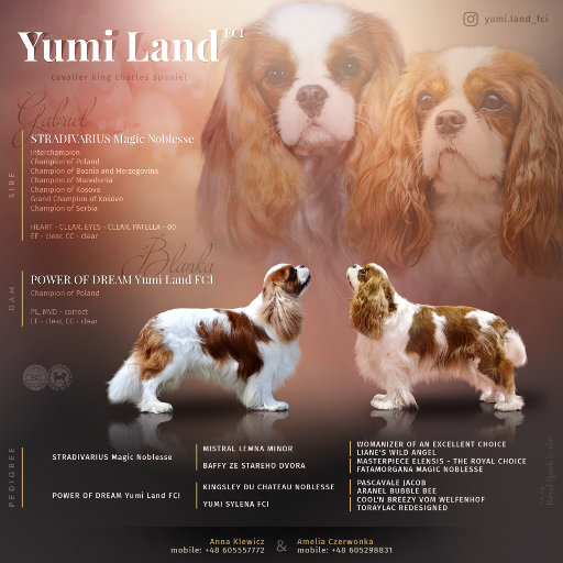 Zapowiedź miotu w hodowli Yumi Land
