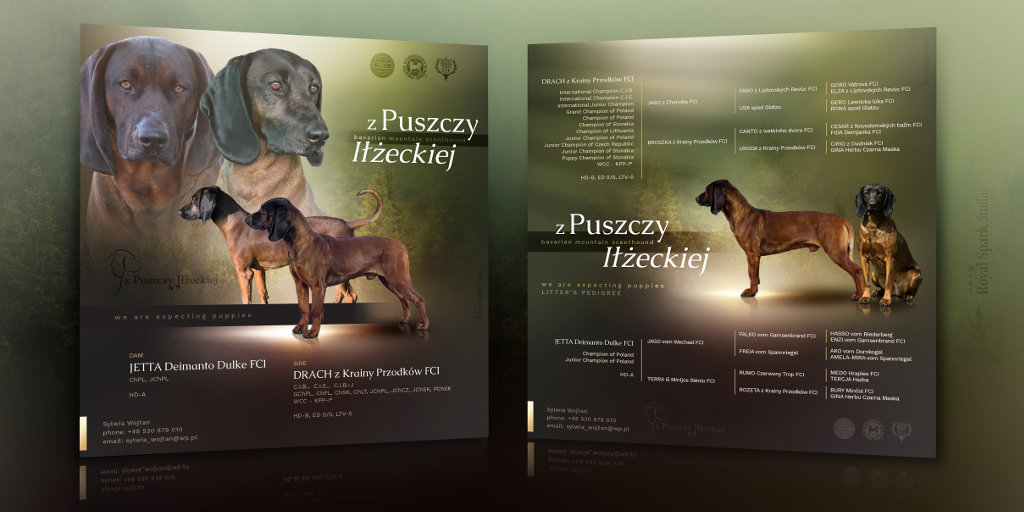 Zapowiedz miotu w hodowli Z Puszczy Iłżeckiej